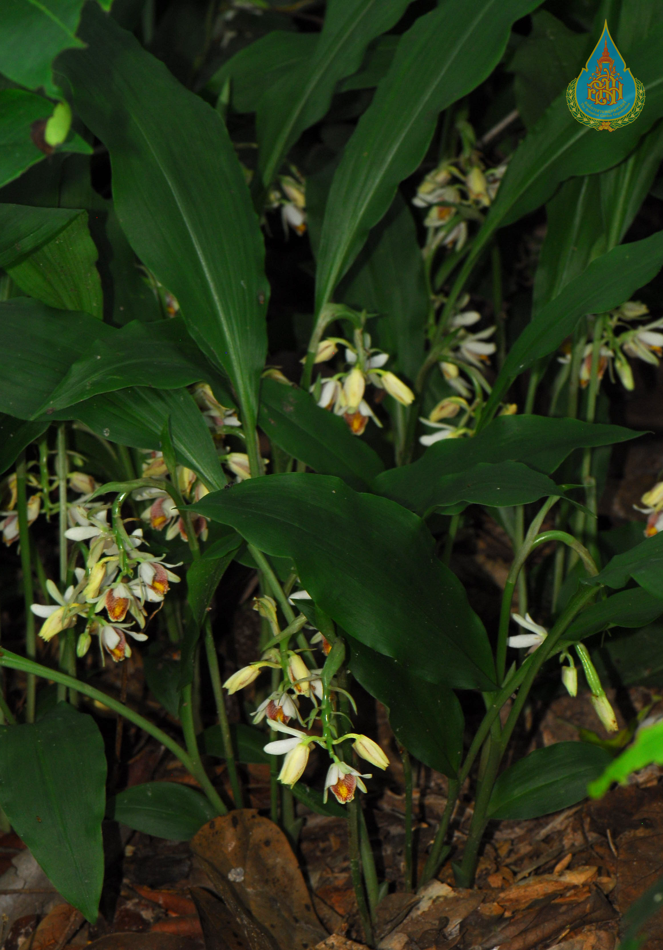 ว่านจูงนางชมพู Geodorum densiflorum (Lam.) Schltr.<br/>ORCHIDACEAE